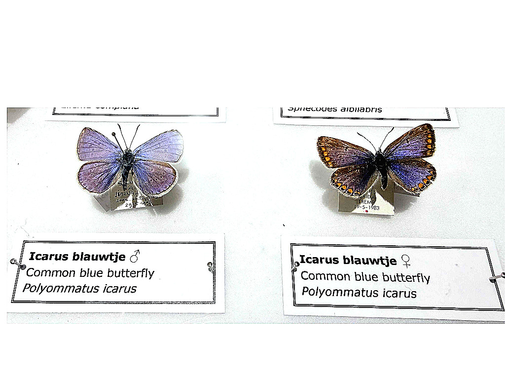 Icarus blauwtjes Polyommatus icarus female male Natuur Historisch Museum Rotterdam mvbaks web