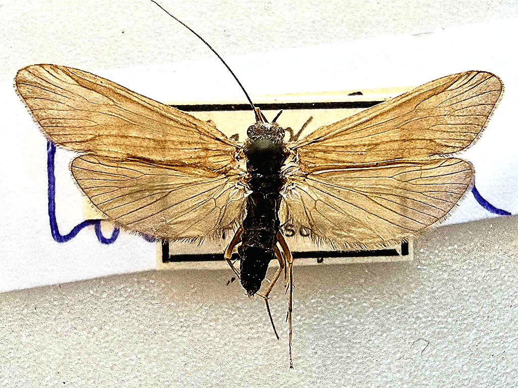 Tobias Schietmot Hydropsych Tobiasi Hydropsychidae Natuur Historiesche museum Rotterdam MVBaks web