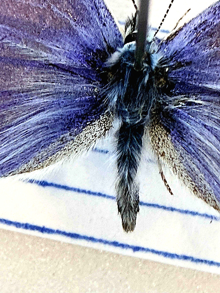 Icarus blauwtjes Polyommatus icarus male Natuur Historisch Museum Rotterdam mvbaks web