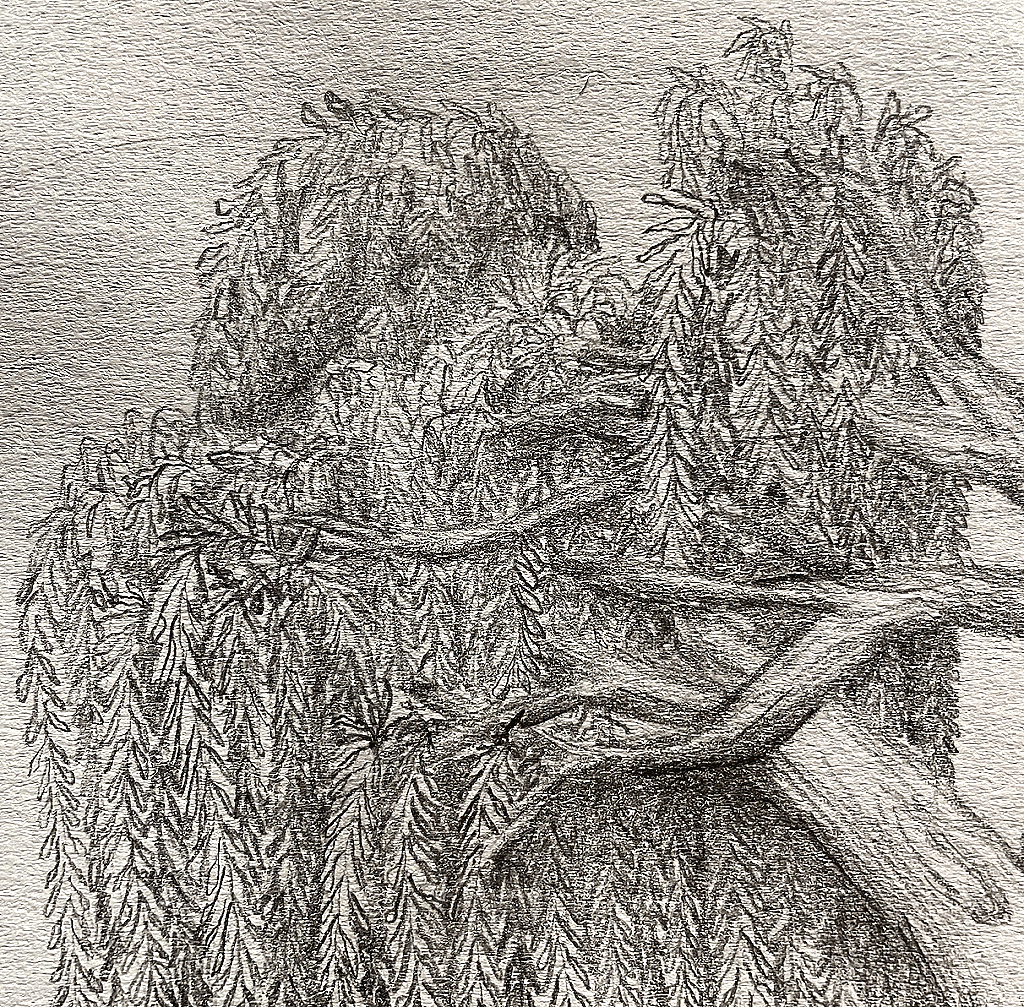 weeping willow MVBaks
