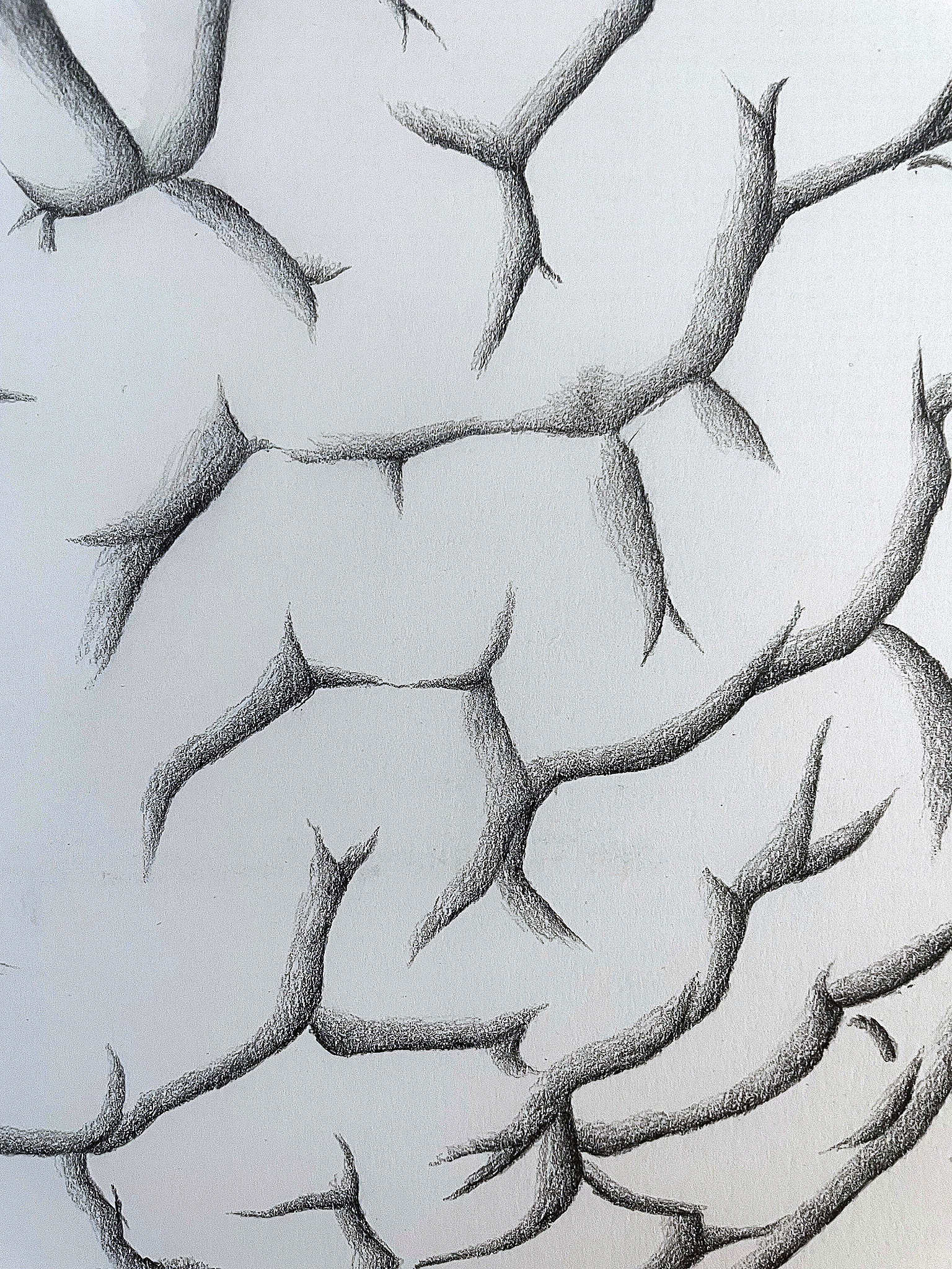 Brain Detail Roots My Right Brain Half