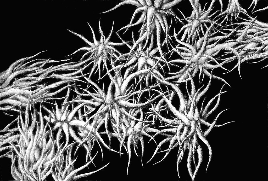 Under the garden MVBaks